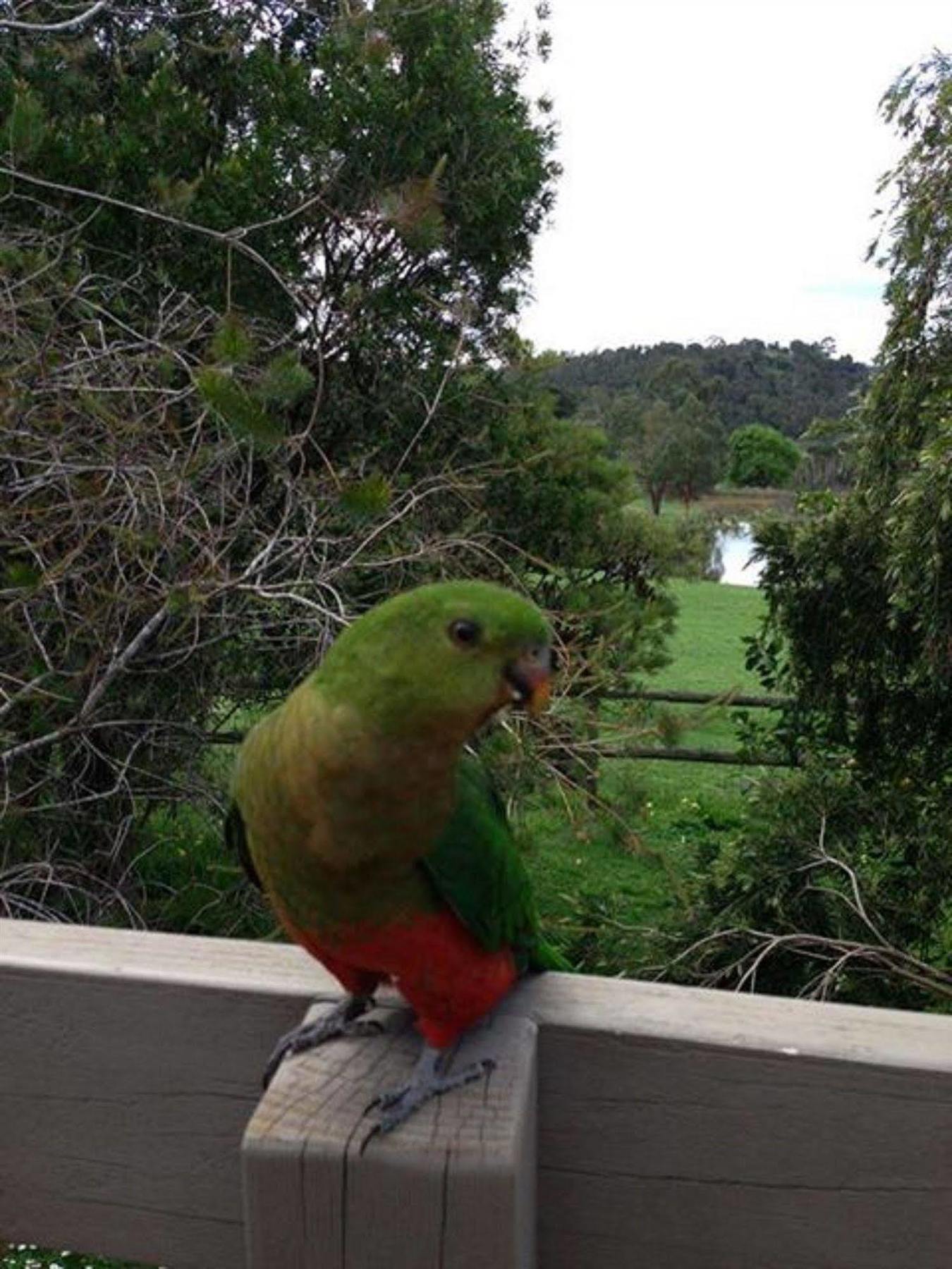 Australian Home Away @ Wonga Park Brushy Creek ภายนอก รูปภาพ