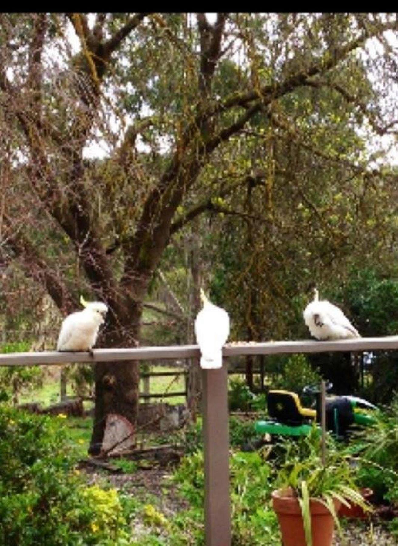 Australian Home Away @ Wonga Park Brushy Creek ภายนอก รูปภาพ